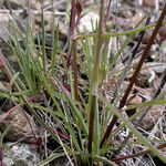 Poa secunda Habit