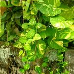 Epipremnum aureum पत्ता