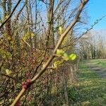 Ilex decidua Blad