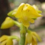 Polystachya pyramidalis Flower