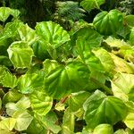 Begonia convolvulacea Leaf