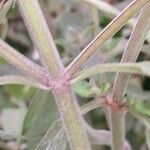 Monarda punctata Bark