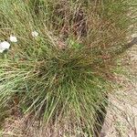 Avenula pubescens Likasa
