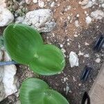 Haemanthus coccineus पत्ता