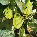 Humulus lupulus Fruchs