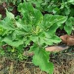 Urtica massaica Leaf