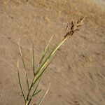 Aeluropus littoralis Habit