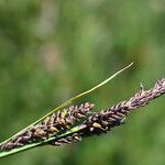 Carex nigra Blüte