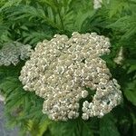 Tanacetum macrophyllum Кветка