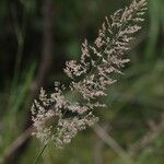 Agrostis gigantea 花