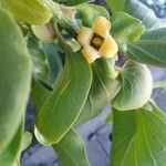 Diospyros kaki Fruit