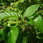 Cephalanthus occidentalis Hoja