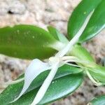 Angraecum angustipetalum Цвят