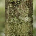 Virola michelii Corteza