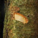 Aphanocalyx margininervatus Кара