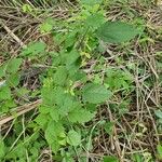 Mallotus oppositifolius Other