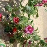 Echium angustifolium 花