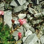 Saponaria caespitosa Other