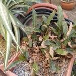 Cryptanthus acaulis ഇല