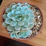 Echeveria elegans葉