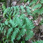 Dryopteris aemula Blad