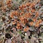 Eriogonum crocatum Flor