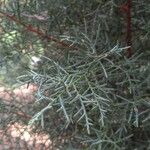 Cupressus cashmeriana Φύλλο