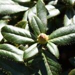 Rhododendron fulvum Hoja