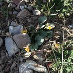 Viola purpurea Habit