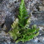 Asplenium marinum Leaf