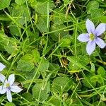 Lobelia pedunculata Flower