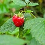 Rubus spectabilis Fruit