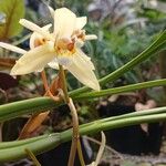 Coelogyne viscosa Flor