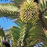 Wollemia nobilis Flower