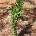 Cylindropuntia imbricata Leaf