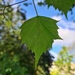 Tilia mongolica 葉