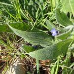 Anchusa azurea Blatt