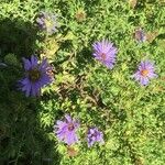 Machaeranthera tanacetifolia Flor