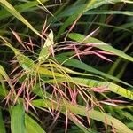 Hakonechloa macra Květ