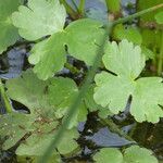 Ranunculus sceleratus Leaf