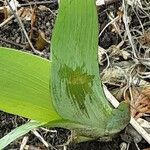 Iris pumila Leaf