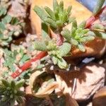 Portulaca pilosa Fuelha