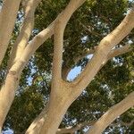 Albizia niopoides പുറംതൊലി