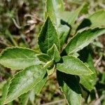 Rotheca myricoides Fulla