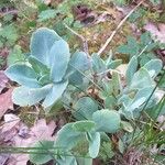Sedum telephium Leaf