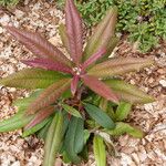 Rhododendron glanduliferum Hoja