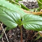 Mirabilis longiflora পাতা