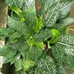 Aglaonema costatum Blatt