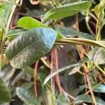 Mandevilla sanderi 葉