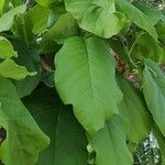 Magnolia acuminata Leaf